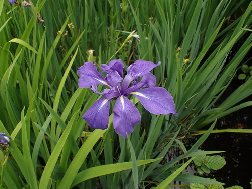 Image of Iris laevigata by (c) Jarro Nevsbaru, some rights reserved (CC BY)
