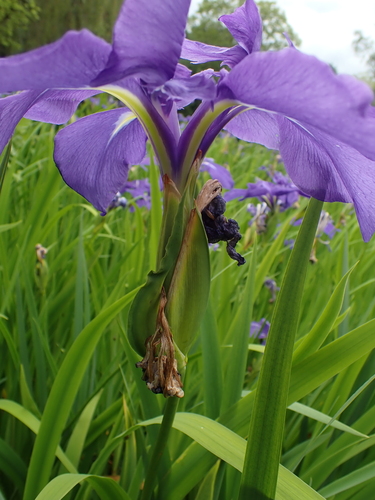 Image of Iris laevigata by (c) Jarro Nevsbaru, some rights reserved (CC BY)