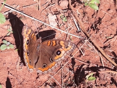 Junonia genoveva