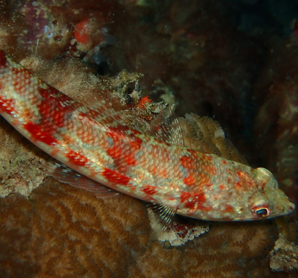 Common lizardfish