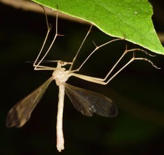 Hylobittacus apicalis