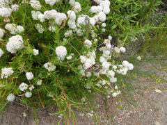 Euphydryas chalcedona chalcedona