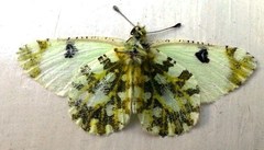 Euchloe ausonia