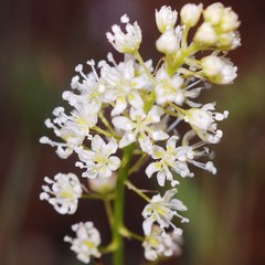 Toxicoscordion paniculatum