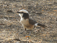 Eurocephalus ruppelli