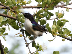 Anthreptes orientalis