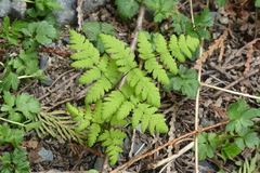 Gymnocarpium dryopteris