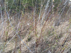 Rubus idaeus strigosus