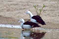 Radjah Shelduck photo 3