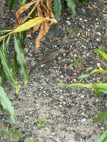 iNaturalist observation photo of Western Fence Lizard