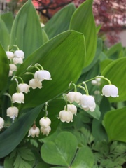 Convallaria
