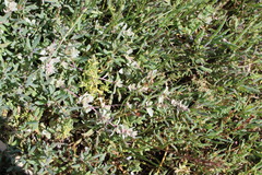 Atriplex watsonii