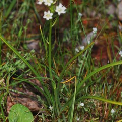 Toxicoscordion paniculatum