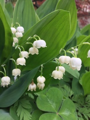 Convallaria