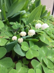 Convallaria