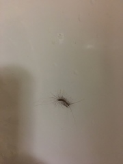 Scutigera coleoptrata