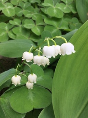 Convallaria