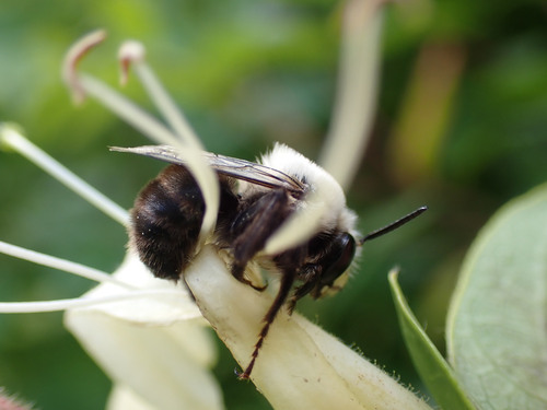 Abrupt Digger Bee photo 6