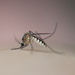 Aedes atlanticus - Photo (c) Kyle Warnecke, algunos derechos reservados (CC BY-NC), subido por Kyle Warnecke