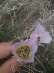 Calochortus ambiguus