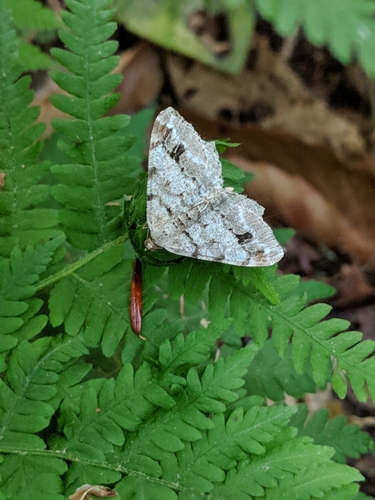 Sheltowee Trace NRT Section 24 "Hawk Creek"