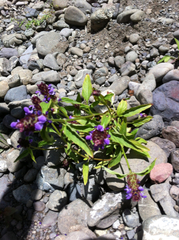 Prunella vulgaris lanceolata