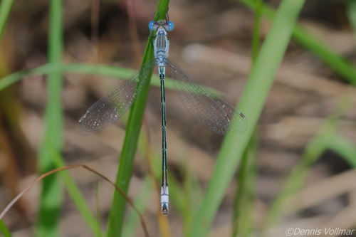 Lyre-tipped Spreadwing photo 5