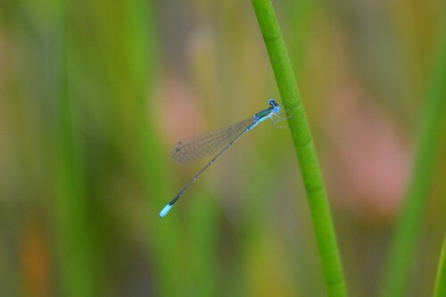 Sphagnum Sprite photographed in Delaware