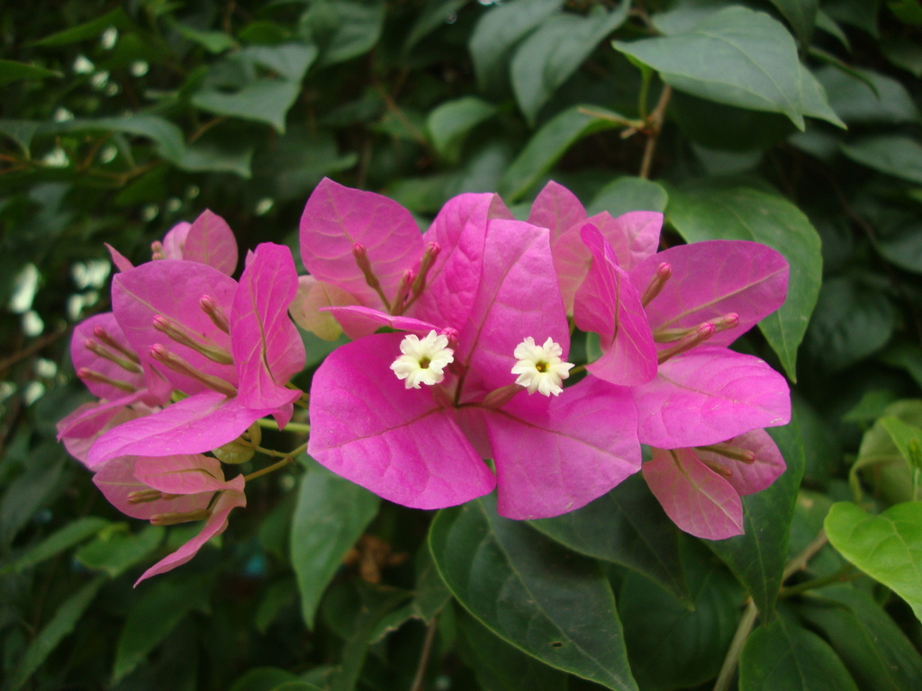 beautiful bougainvillea