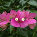 Beautiful Bougainvillea - Photo (c) Prenn, some rights reserved (CC BY-SA)