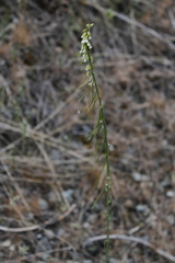 Boechera retrofracta