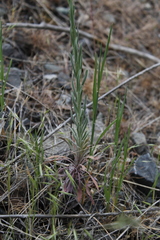 Boechera retrofracta