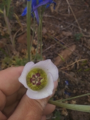 Calochortus ambiguus