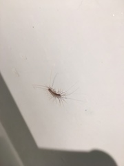 Scutigera coleoptrata