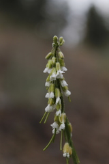 Boechera retrofracta