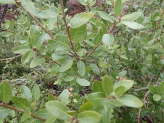 Quercus vacciniifolia