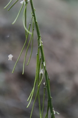 Boechera retrofracta