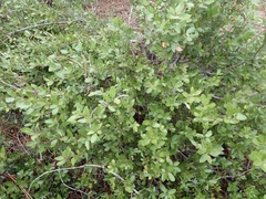 Quercus vacciniifolia