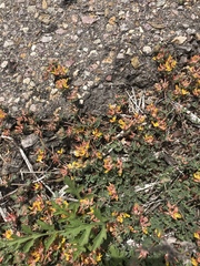 Acmispon decumbens decumbens