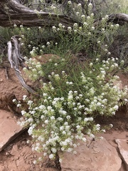 Lepidium montanum