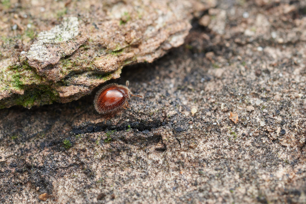 Anamorphidae from 中国浙江省杭州市 on May 01, 2024 at 02:25 PM by Li Jianbo ...