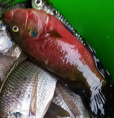 Banded jewelfish (Hemichromis fasciatus) — Cichlidae
