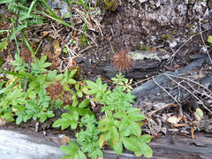 Acaena ovalifolia