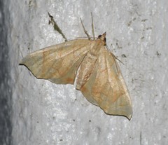 Eulithis gracilineata