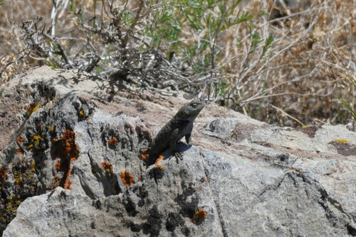 iNaturalist observation photo of Western Fence Lizard