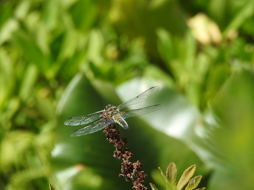 Four-spotted Chaser