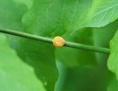 Puccinia sparganioidis
