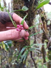 Epidendrum oxysepalum