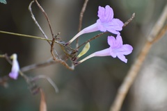 Ruellia breedlovei