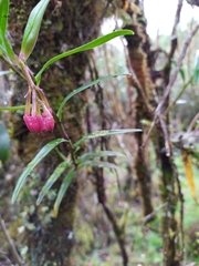 Epidendrum oxysepalum